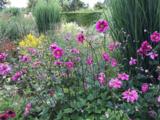 Anemone hybrida (x) 'Bressingham Glow'