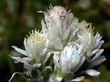 Antennaria dioica var. borealis