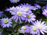 Anemone blanda 'Blue Shades'