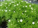 Anemone canadensis