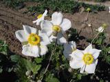 Anemone hybrida (x) 'Coupe d'Argent'