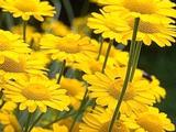 Anthemis tinctoria 'Charme' PBR