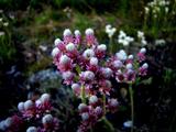 Antennaria dioica 'Rubra'