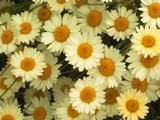 Anthemis hybrida (x) 'E.C.Buxton'