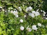 Anemone sylvestris
