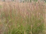 Andropogon gerardii