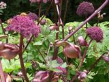 Angelica gigas