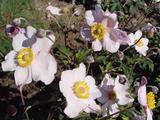 Anemone hybrida (x) 'Hadspen Abundance'