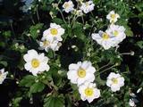Anemone hybrida (x) 'Honorine Jobert'