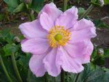 Anemone hybrida (x) 'Königin Charlotte'