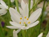 Anthericum liliago