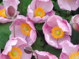Anemone hupehensis 'Little Princess' PBR