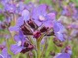 Anchusa azurea 'Loddon Royalist'