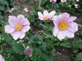 Anemone hybrida (x) 'Märchenfee'