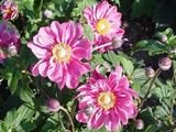 Anemone hybrida (x) 'Margarete'