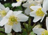 Anemone nemorosa 'Alba' 1J