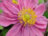 Anemone hybrida (x) 'Pamina'