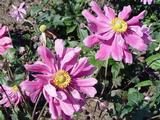 Anemone hupehensis 'Prinz Heinrich'