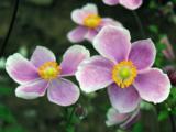 Anemone hupehensis 'Pretty Lady Susan'