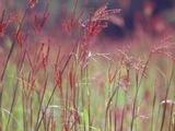 Andropogon gerardii 'Prairie Sommer'