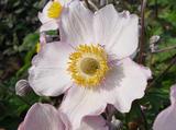Anemone hybrida (x) 'Richard Ahrens'