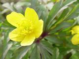 Anemone ranunculoides 1J