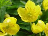 Anemone ranunculoides 2J