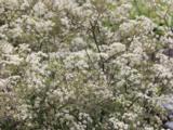 Anthriscus sylvestris 'Ravenswing'