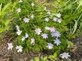 Anemone nemorosa 'Robinsoniana' 1J