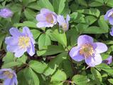 Anemone nemorosa 'Robinsoniana' 2J