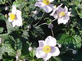 Anemone tomentosa 'Robustissima'