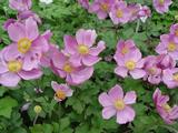 Anemone hybrida (x) 'Rosenschale'