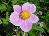 Anemone hupehensis 'September Charm'