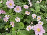 Anemone hybrida (x) 'Serenade'