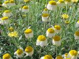 Anthemis hybrida (x) 'Sauce Hollandaise'