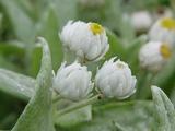 Anaphalis triplinervis 'Sommerschnee'