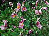Anemone hupehensis 'Splendens'