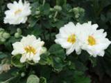 Anemone hybrida (x) 'Whirlwind'