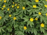 Anemone ranunculoides subsp. wockeana