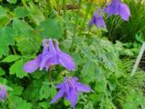 Aquilegia alpina