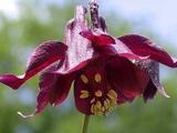 Aquilegia atrata