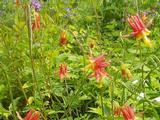 Aquilegia canadensis