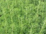 Artemisia abrotanum (CITROENKRUID)