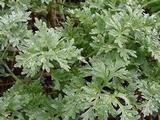 Artemisia absinthium (ALSEM)