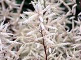 Aruncus aethusifolius
