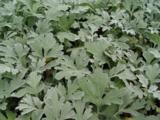 Artemisia stelleriana 'Boughton Silver'