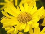 Arnica chamissonis