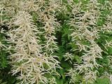 Aruncus dioicus