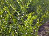 Artemisia dracunculus (DRAGON)