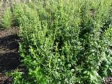 Artemisia lactiflora 'Elfenbein'